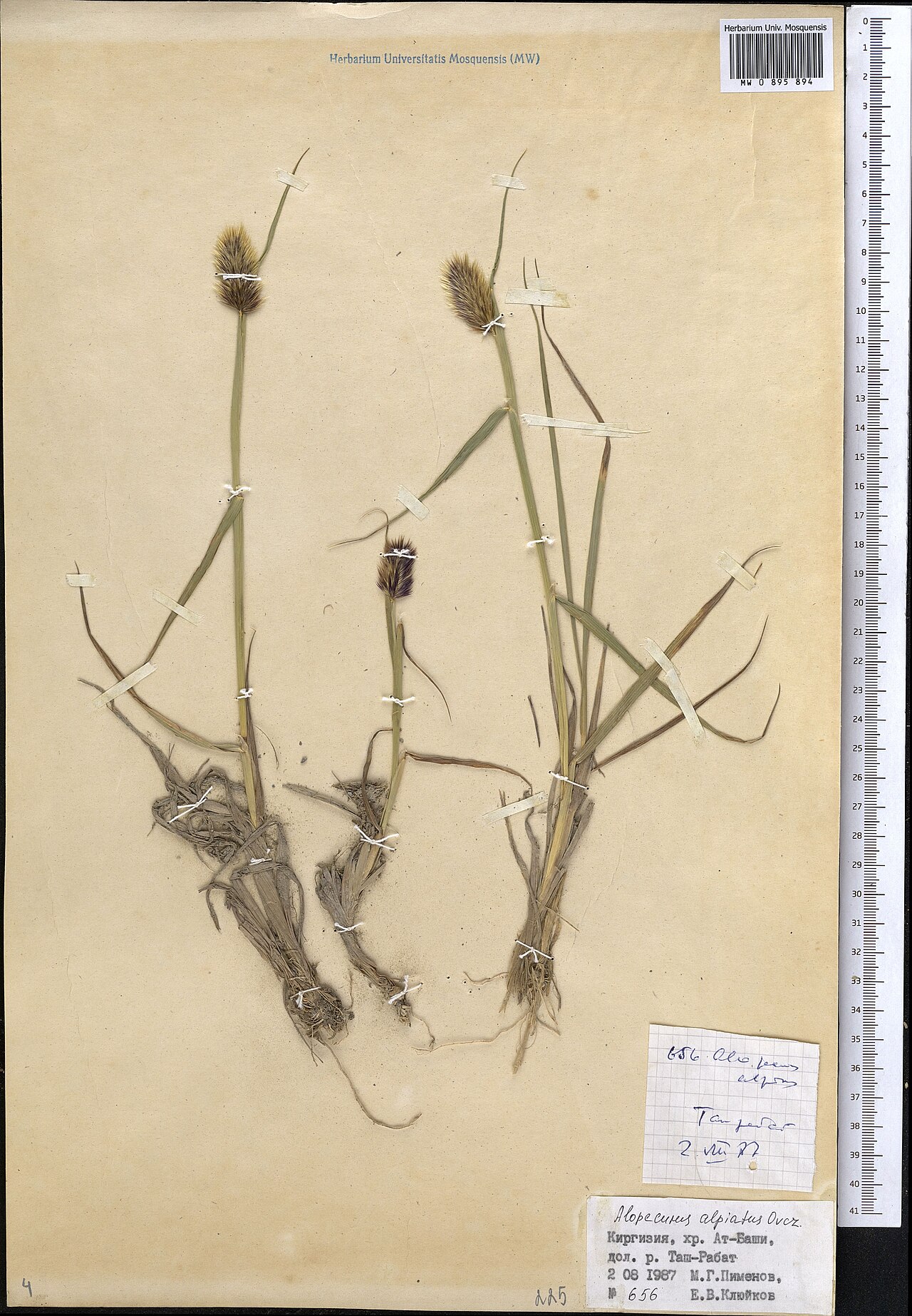 Alopecurus apiatus: Alopecurus apiatus — Herbarium specimen from Kyrgyzstan. Collected by Pimenov M. G. (1987-08-02). Recorded in GBIF occurrence 1799067604 .