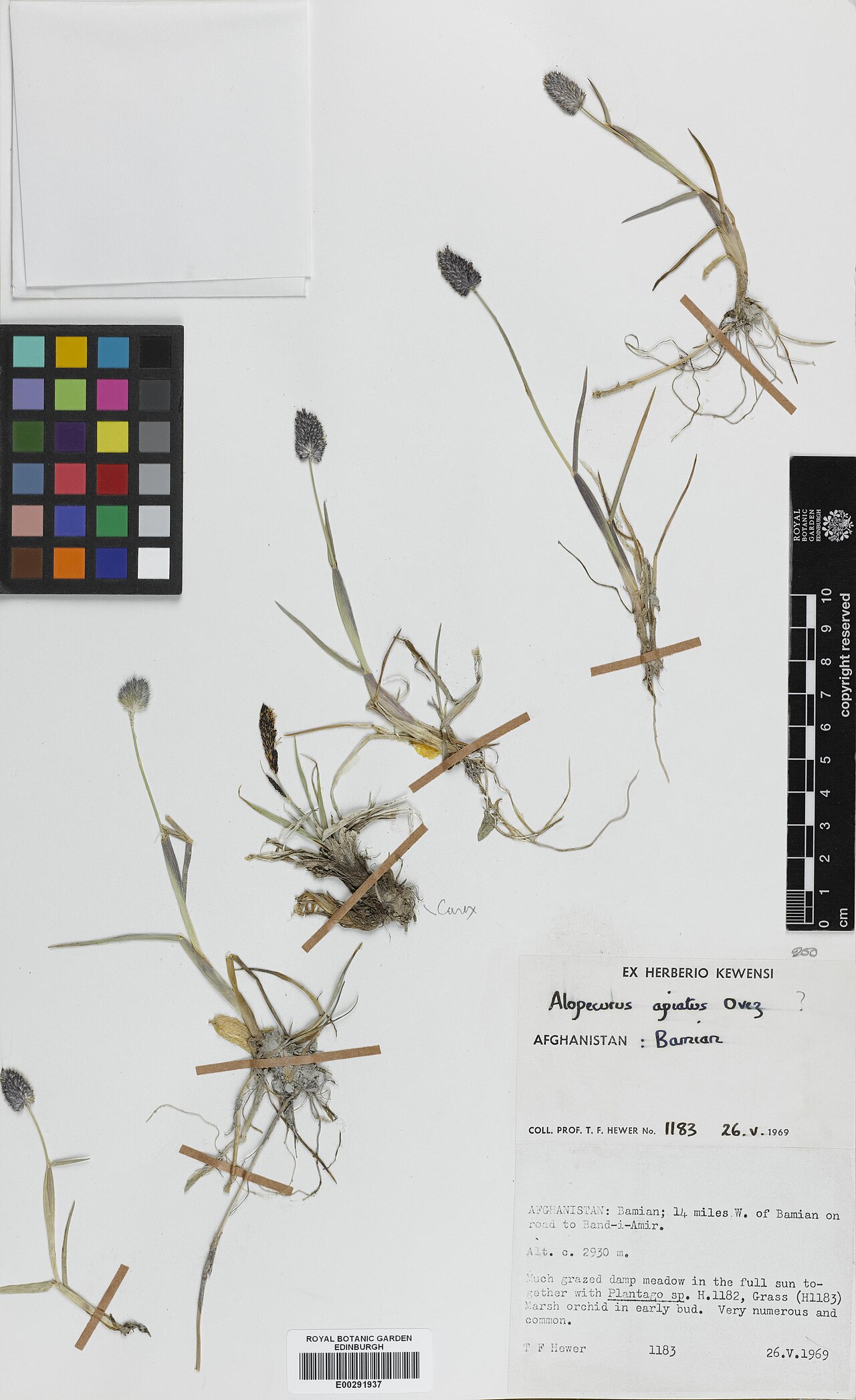 Alopecurus apiatus: Alopecurus apiatus — Herbarium specimen from Bamian, Fourteen miles W. of Bamian on road to Band-i-Amir, Afghanistan. Collected by Hewer, T. F. (1969-05-26). Re