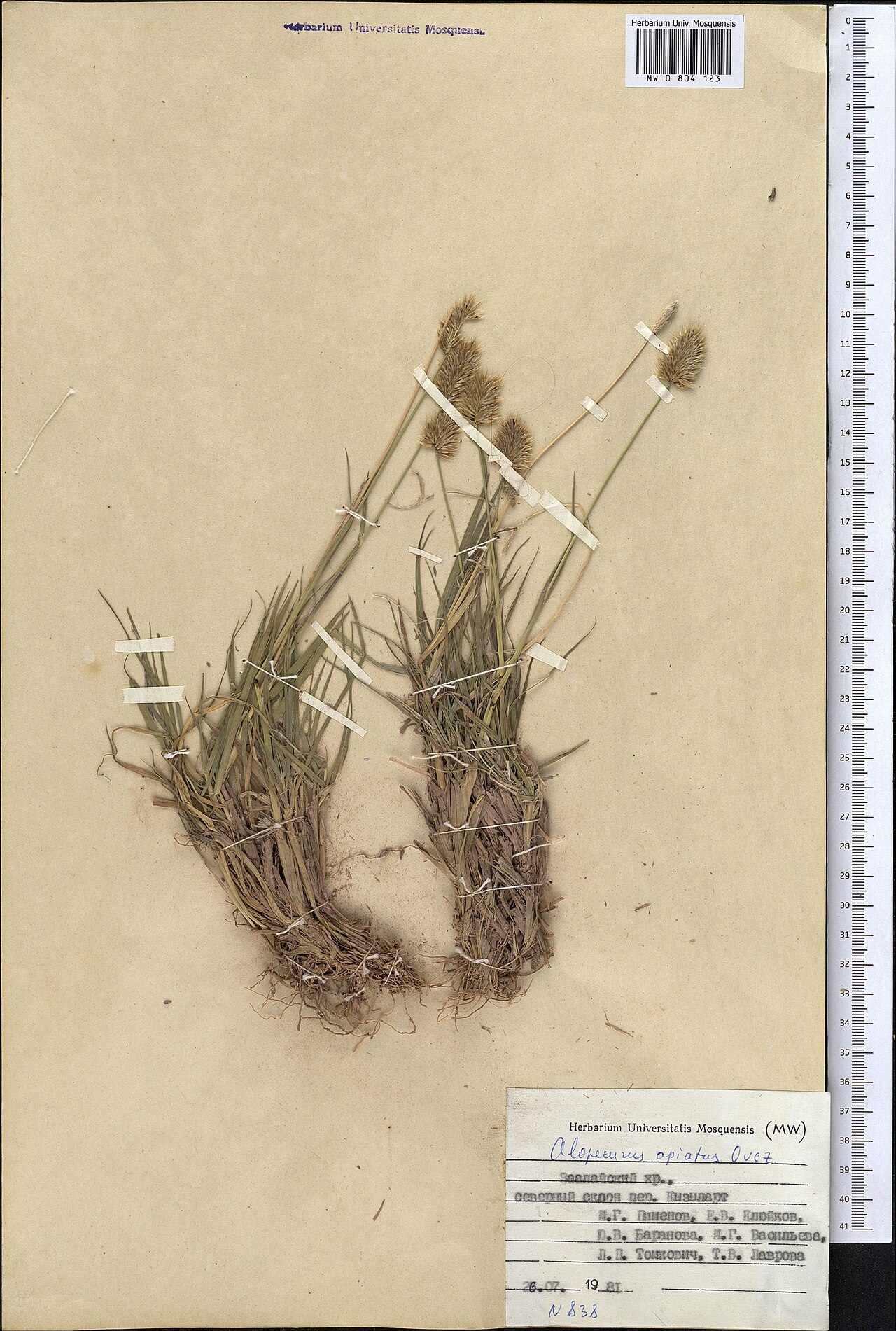 Alopecurus apiatus: Alopecurus apiatus — Herbarium specimen from Kyrgyzstan. Collected by Pimenov M. G. (1981-07-26). Recorded in GBIF occurrence 1798975887 .