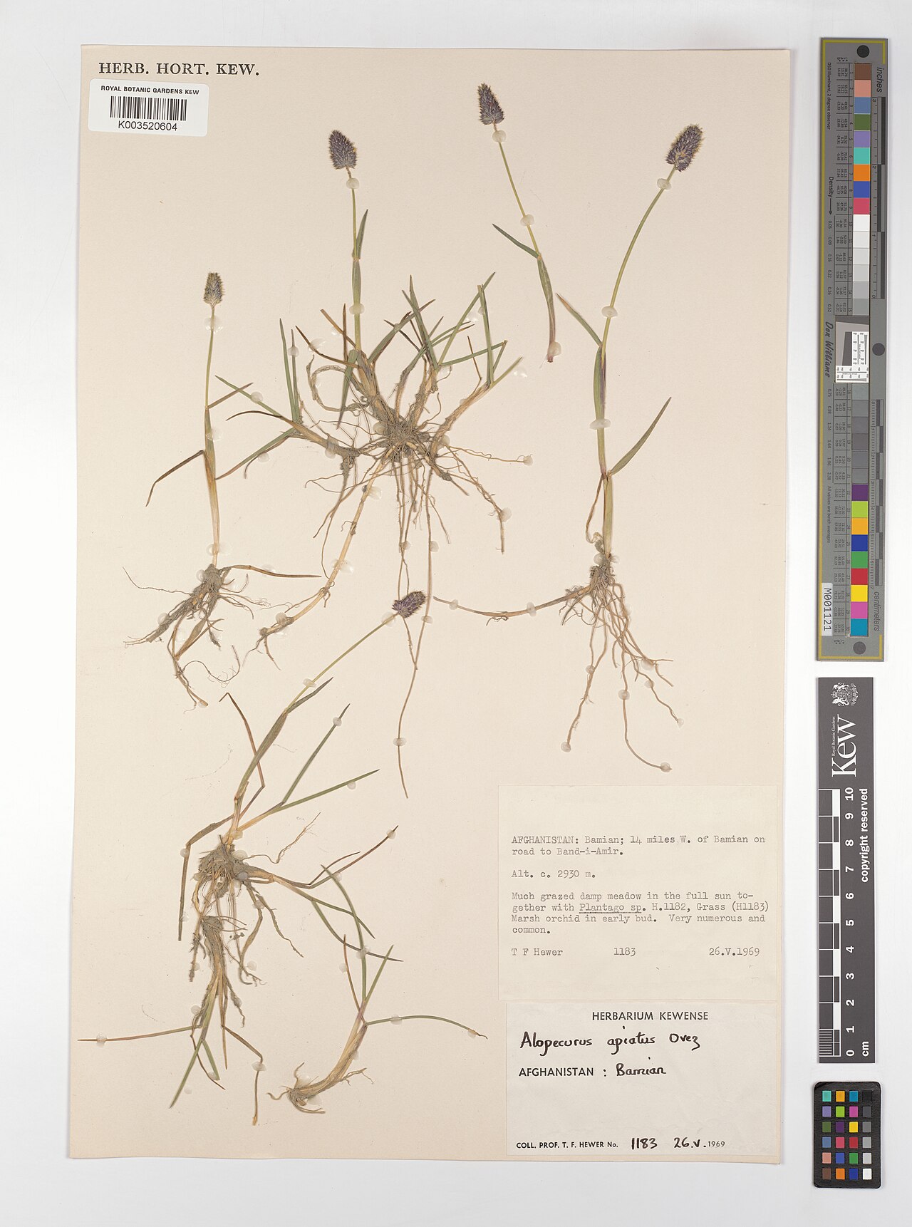 Alopecurus apiatus: Alopecurus apiatus — Herbarium specimen from Bamian; 14 miles W. of Bamian on road to Band-i-Amir., Afghanistan. Collected by Hewer, T.F. (1969-05-26). Recorded