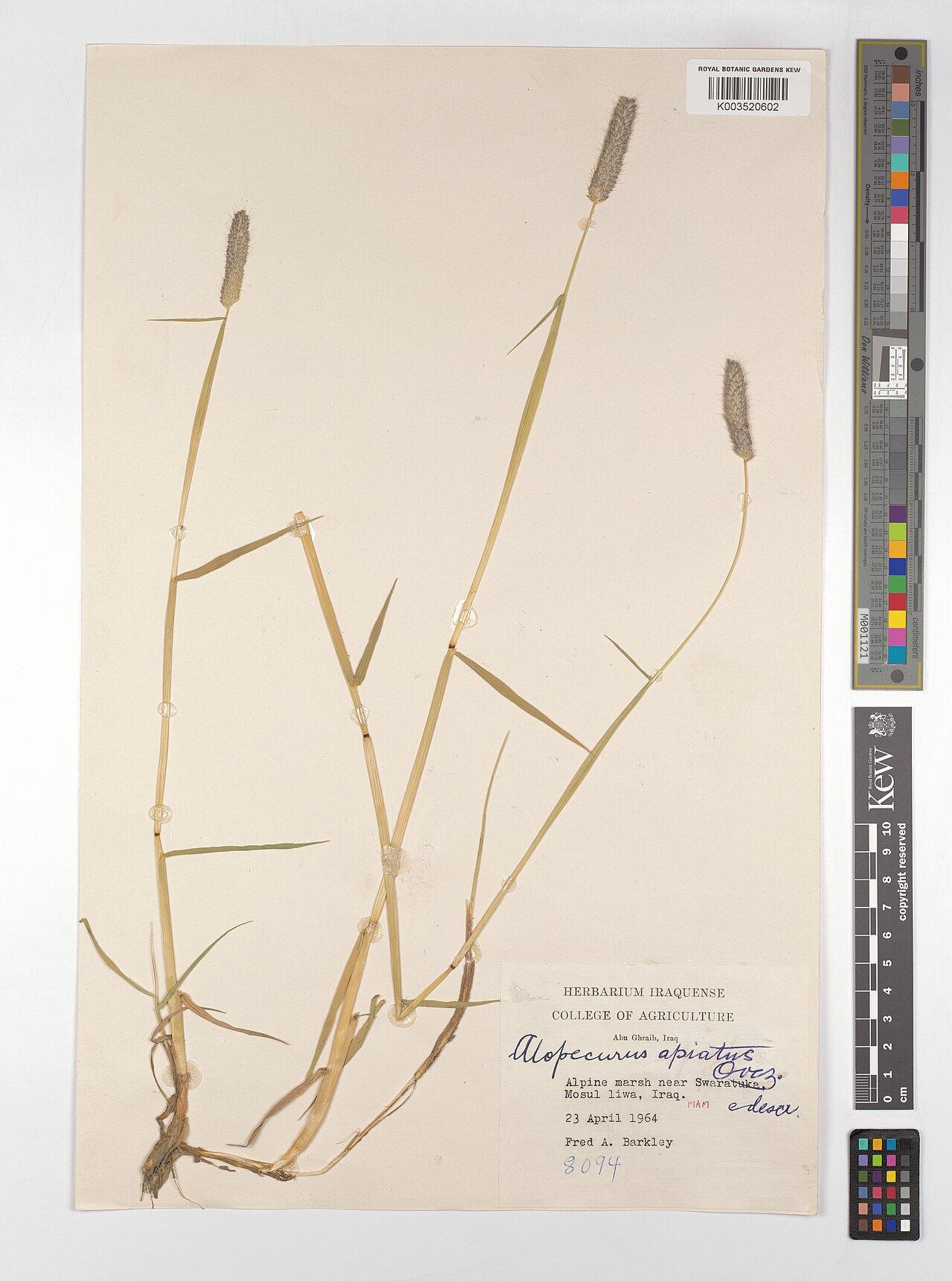 Alopecurus apiatus: Alopecurus apiatus — Herbarium specimen from Abu Ghraib, Alpine marsh near Swaratuka. Mosul liwa; MAM, Iraq. Collected by Barkley, F.A. (1964-04-23). Recorded i