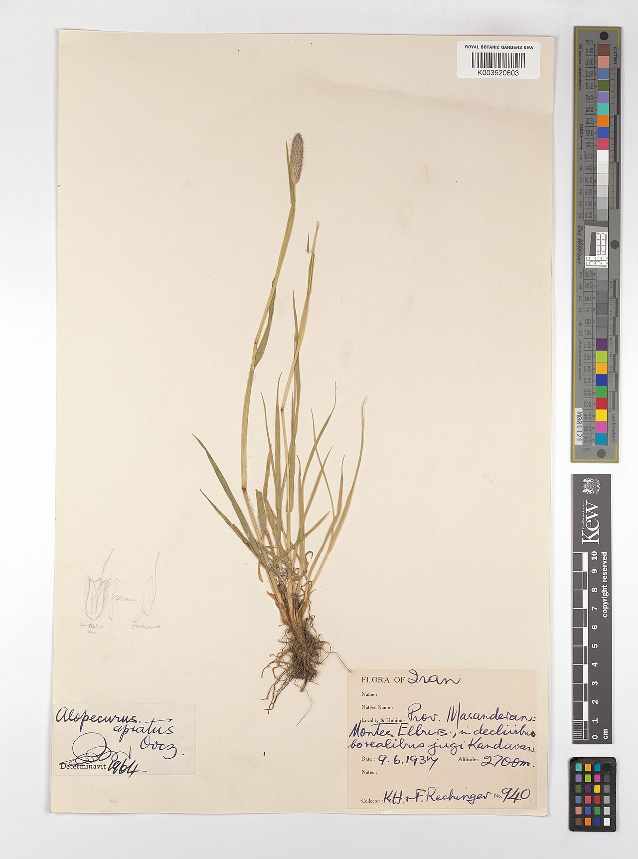 Alopecurus apiatus: Alopecurus apiatus — Herbarium specimen from Prov. Masanderan, Montes Elburz, in declivibus borealibus jugi Kandavan., Iran. Collected by Rechinger, K.H.; Rechi