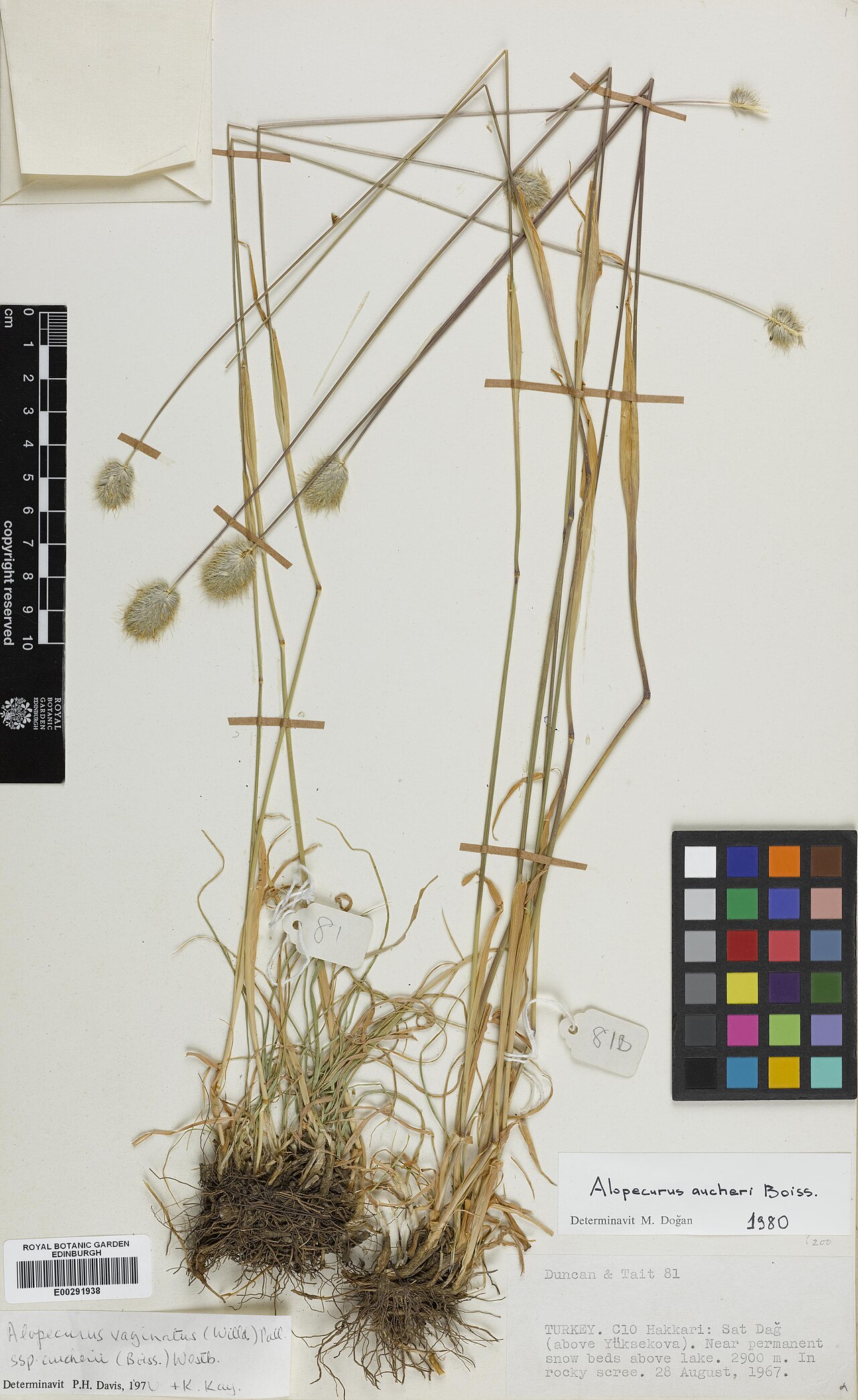 Alopecurus aucheri: Alopecurus aucheri — Herbarium specimen from Turkey, Hakkari, C10 Hakkari, Sat Dag (above Yüksekova)., Türkiye. Collected by Duncan, D. & Tait, S., (1967-08-28)