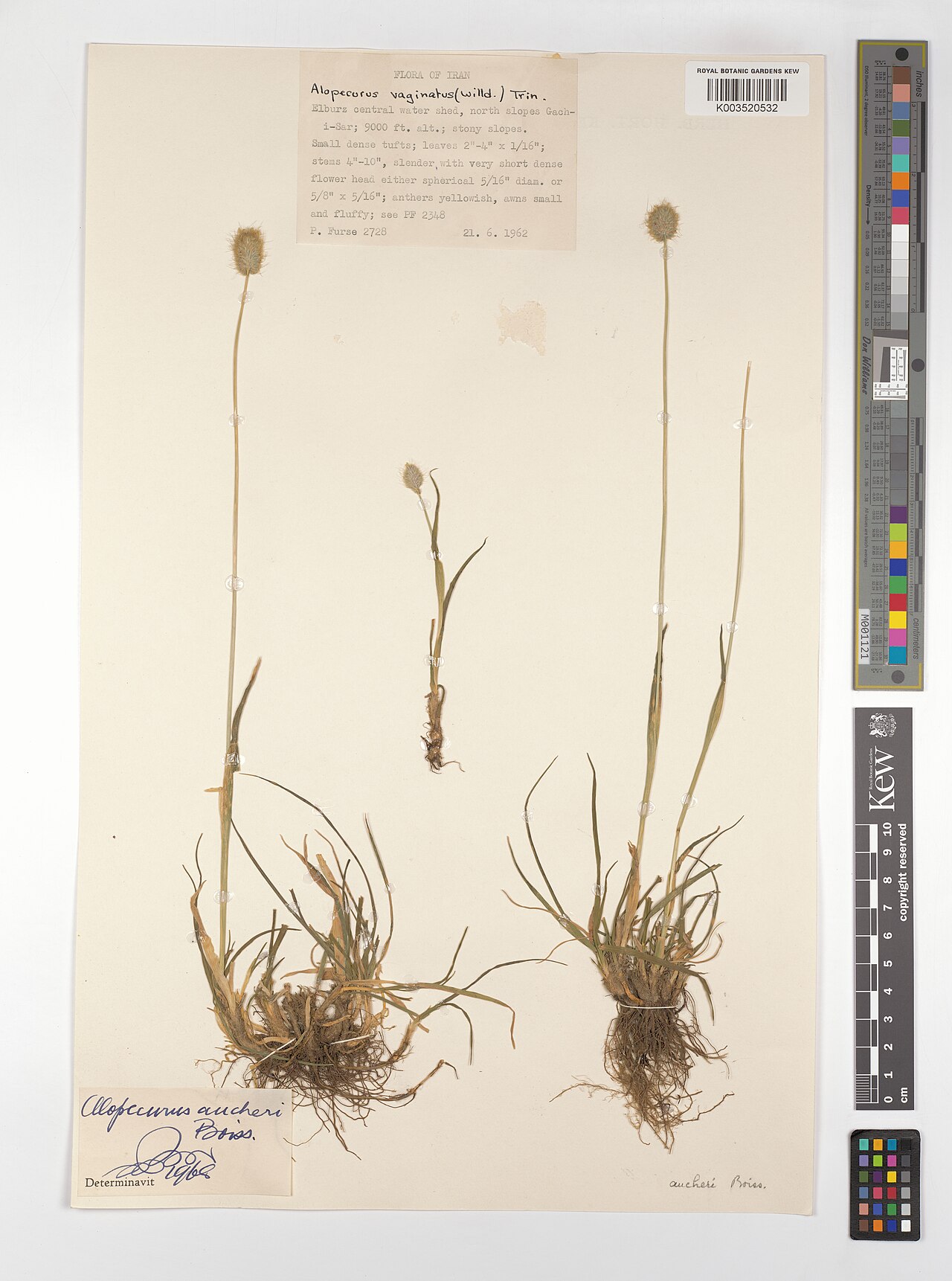 Alopecurus aucheri: Alopecurus aucheri — Herbarium specimen from Elburz central water shed, north slopes Gach-i-Sar, Iran. Collected by Furse, P. (1962-06-21). Recorded in GBIF occ