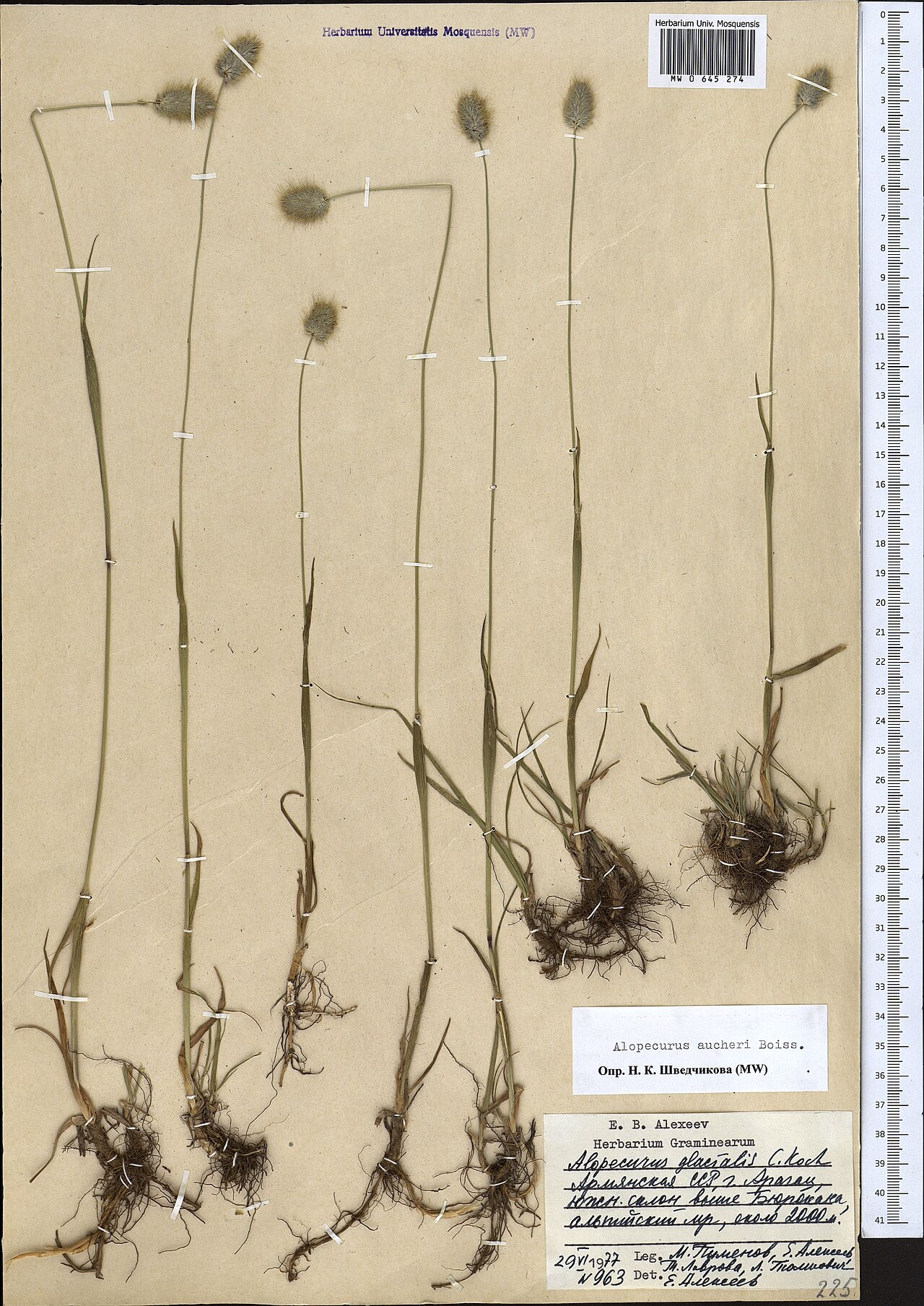 Alopecurus aucheri: Alopecurus aucheri — Herbarium specimen from Armenia. Collected by Pimenov M. (1977-06-29). Recorded in GBIF occurrence 1697762791 .