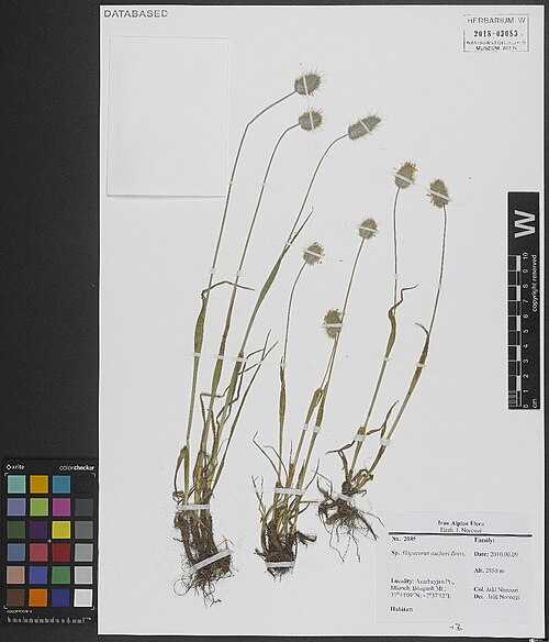 Alopecurus aucheri: Alopecurus aucheri — Herbarium specimen from Azarbayjan Pr., Mianeh, Bozgush Mt. , 2850 m, 37⁰44'09"N, 47⁰37'12"E, Iran. Collected by Noroozi,J. 2085 (2010-06-0
