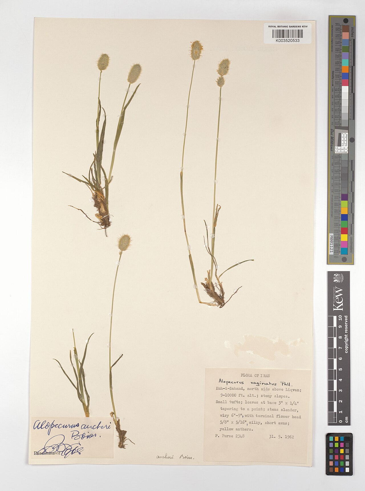 Alopecurus aucheri: Alopecurus aucheri — Herbarium specimen from Kuh-i-Sahand, north side above Liqvan, Iran. Collected by Furse, P. (1962-05-31). Recorded in GBIF occurrence 46079