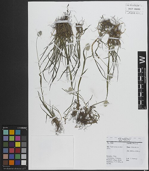 Alopecurus aucheri: Alopecurus aucheri — Herbarium specimen from West Azerbayjan, Orumiya, Darband village, Kuhe Shahidan., Iran. Collected by Noroozi,J. 3683 (2016-06-30). Recorde