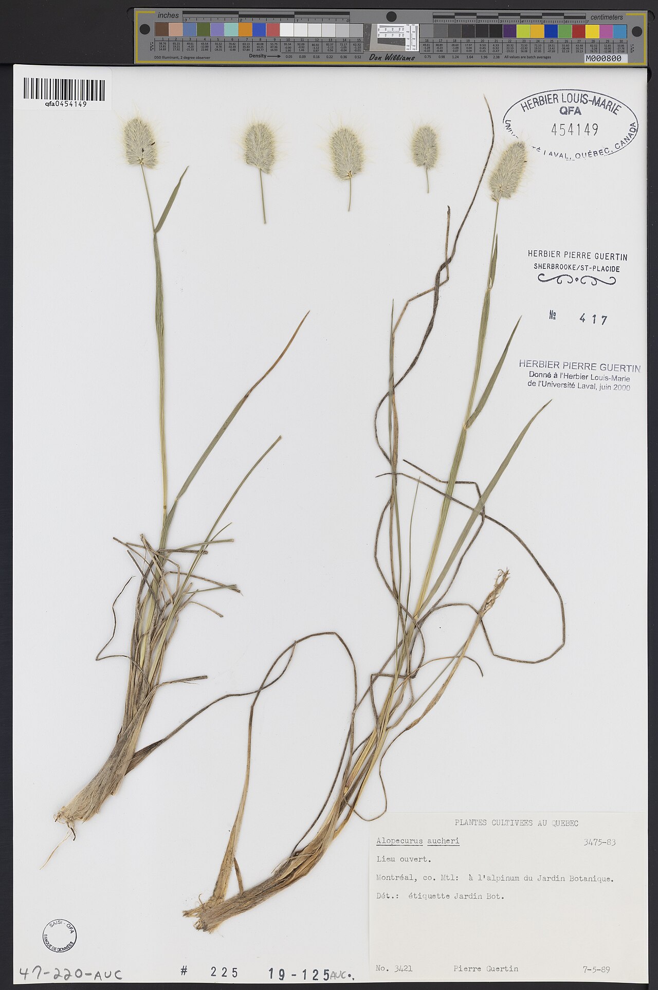 Alopecurus aucheri: Alopecurus aucheri — Herbarium specimen from Comté de Montréal, Montréal., Canada. Habitat: À l'alpinum du Jardin Botanique. Lieu ouvert.. Collected by Guertin,