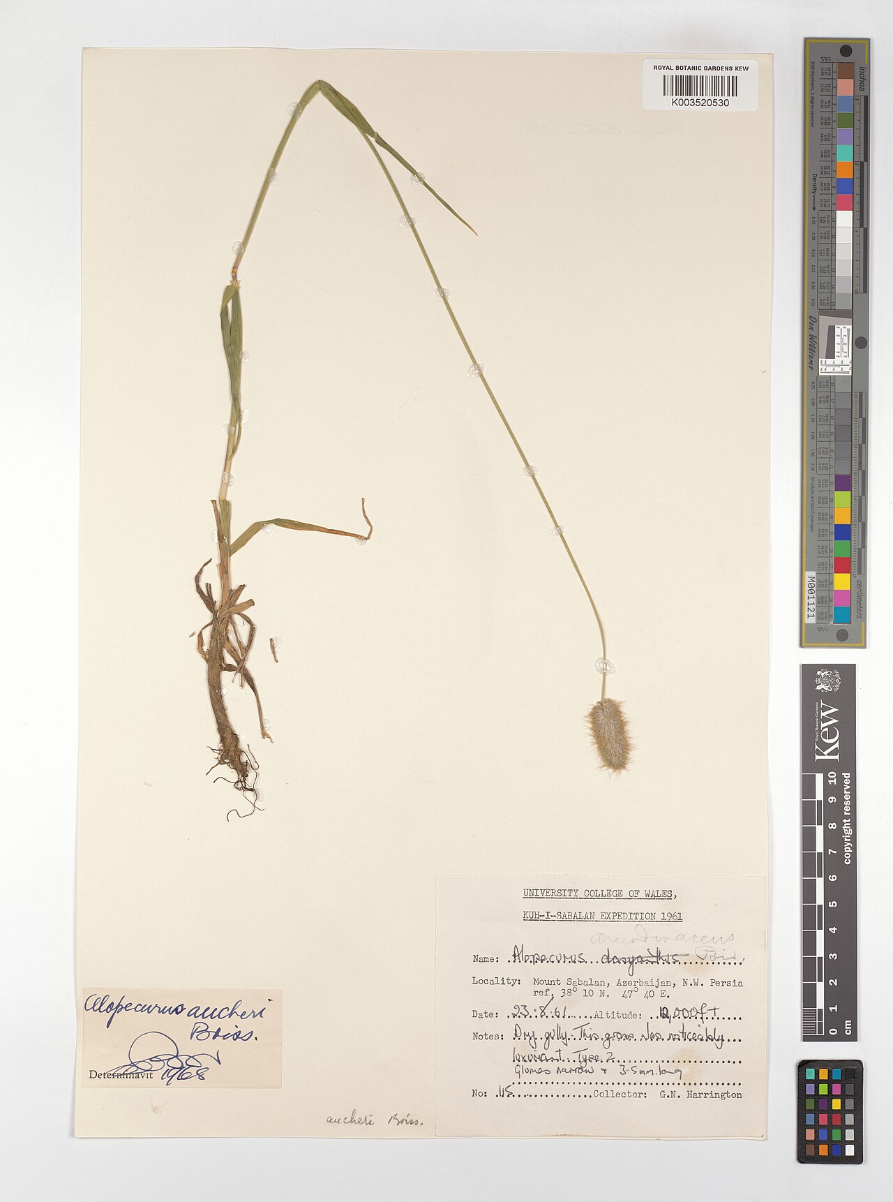 Alopecurus aucheri: Alopecurus aucheri — Herbarium specimen from Kuh-I-Sabalan; Mount Sabalan, Azerbaijan, Iran. Collected by Harrington, G.N. (1961-08-23). Recorded in GBIF occurr