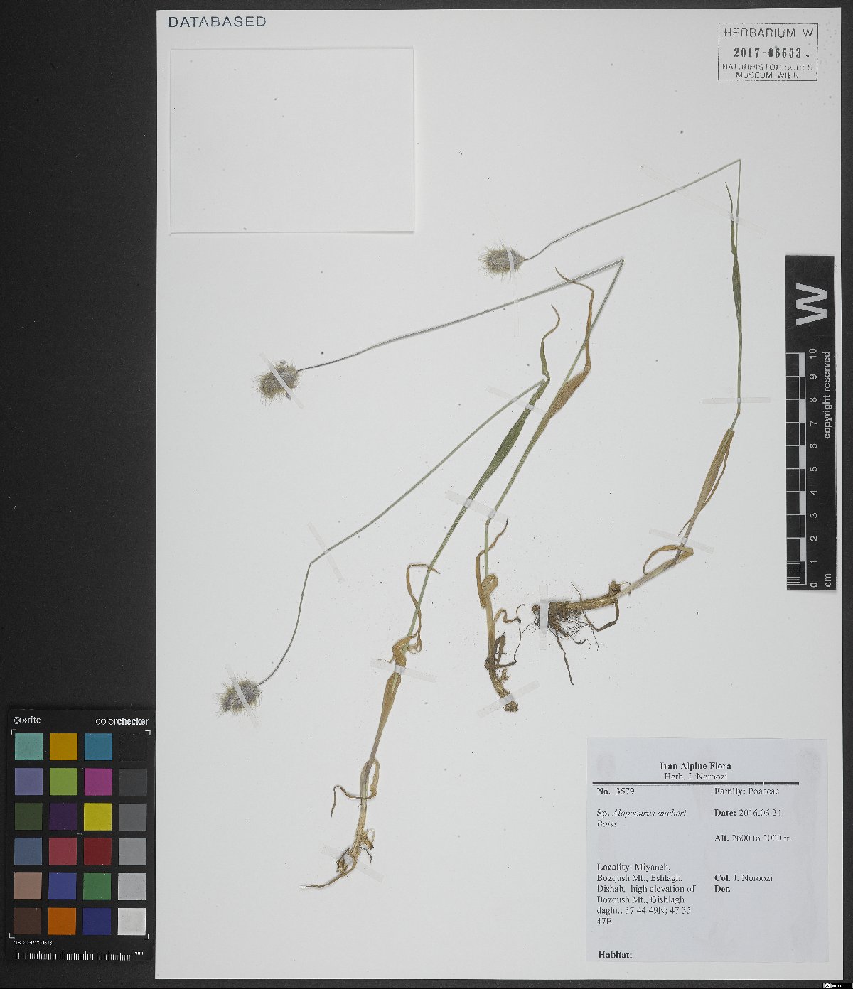Alopecurus aucheri: Alopecurus aucheri — Herbarium specimen from Miyaneh, Bozqush Mt., Eshlagh, Dishab, high elevation of Bozqush Mt., Gishlagh daghi,, Iran. Collected by Noroozi,J