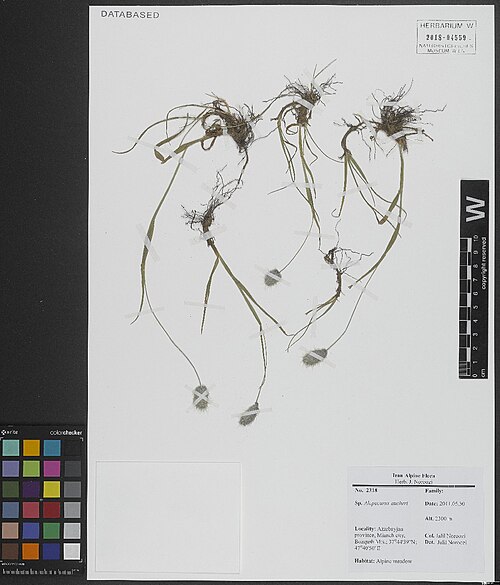 Alopecurus aucheri: Alopecurus aucheri — Herbarium specimen from Azarbayjan province, Mianeh city, Bozqush Mts., 2300 m, 37⁰44'39"N, 47⁰40'50"E, Iran. Collected by Noroozi,J. 2318