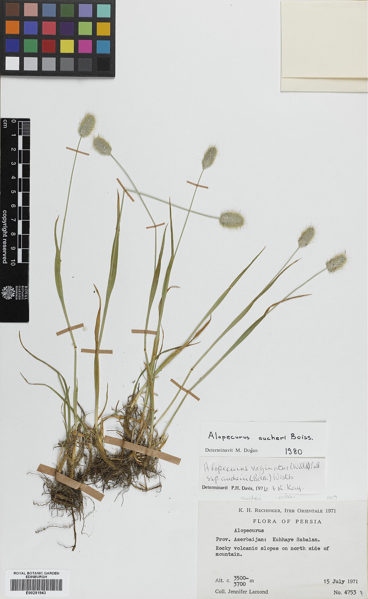 Alopecurus aucheri: Alopecurus aucheri — Herbarium specimen from Azerbaijan, Kuhhaye Sabalan, Iran. Habitat: Rocky volcanic slopes on north side of mountain. Collected by Lamond, J