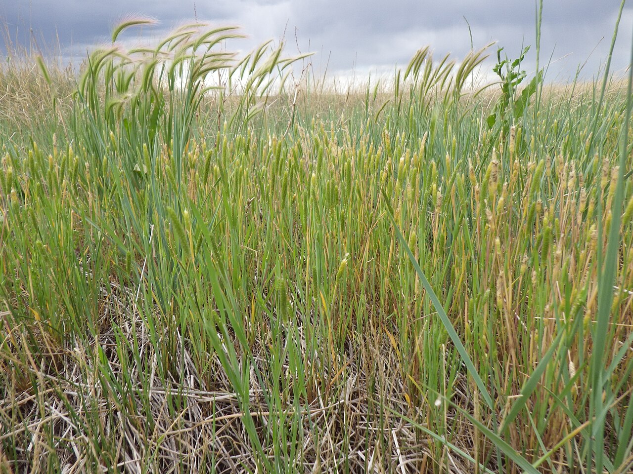 Carolina foxtail: This annual bunchgrass is common in pastures where water collects for part of the year (as in the case where spreader dikes divert water into the lowest lying a