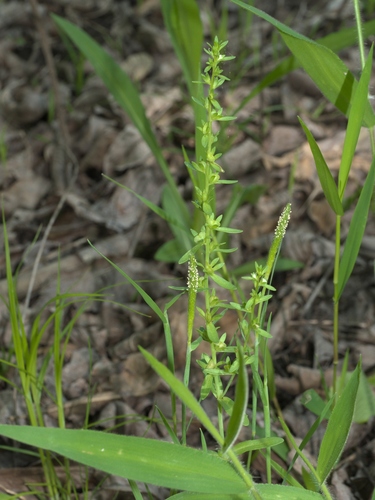 Carolina foxtail (Alopecurus carolinianus)