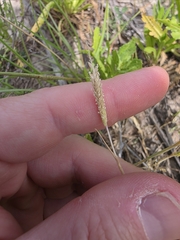 Carolina foxtail (Alopecurus carolinianus)