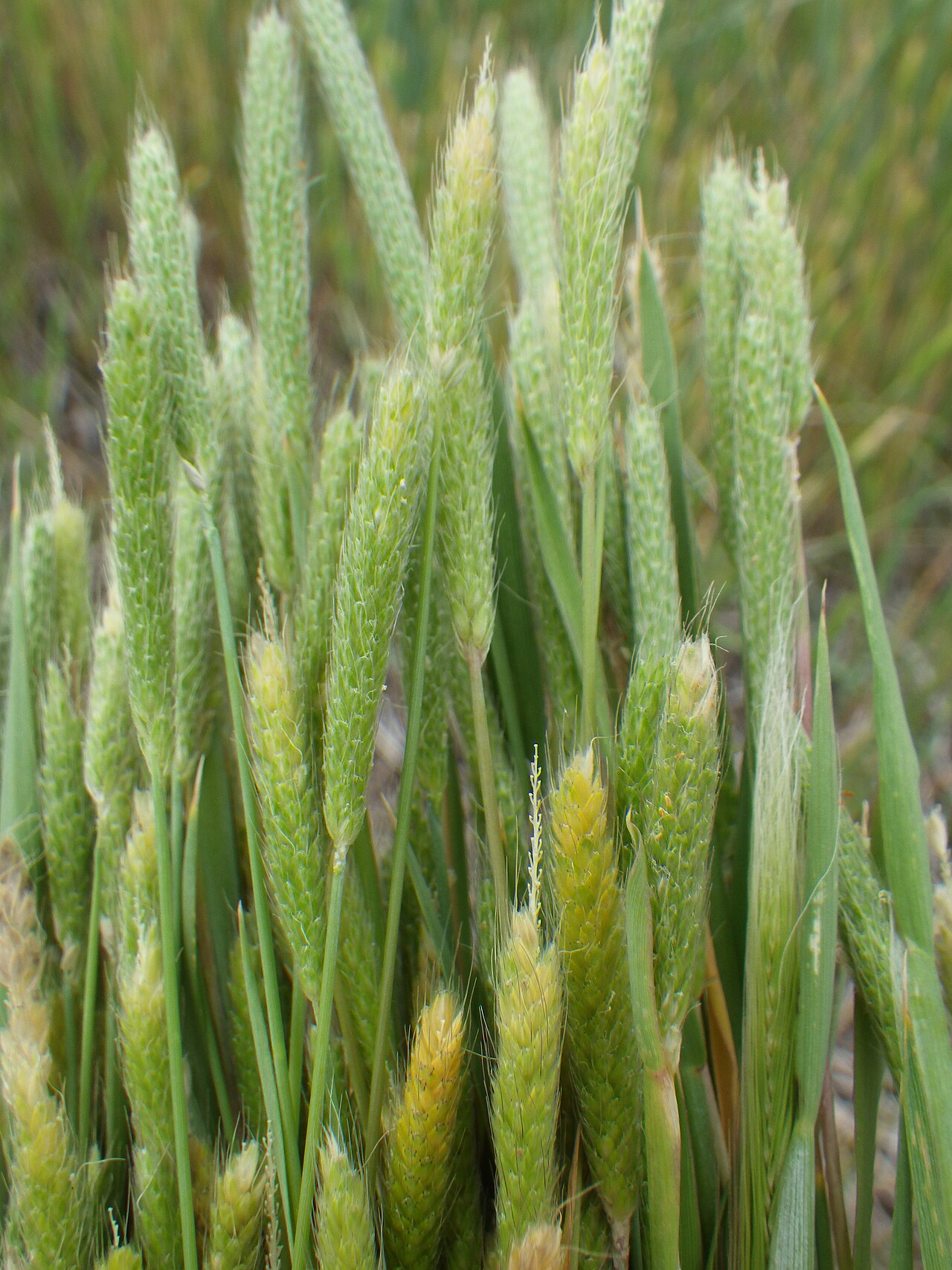 Carolina foxtail: The narrowly cylindrical inflorescence combined with very small anthers and awns the protrude at least a couple of millimeters from the lemma tip are characteri