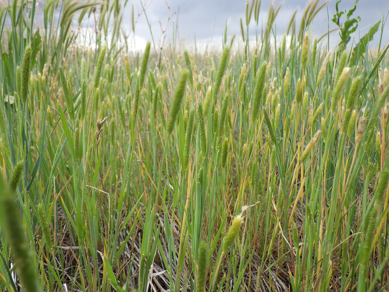 Carolina foxtail: This annual bunchgrass is common in pastures where water collects for part of the year (as in the case where spreader dikes divert water into the lowest lying a