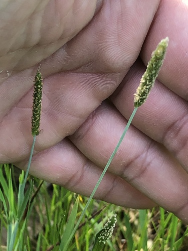 Carolina foxtail (Alopecurus carolinianus)