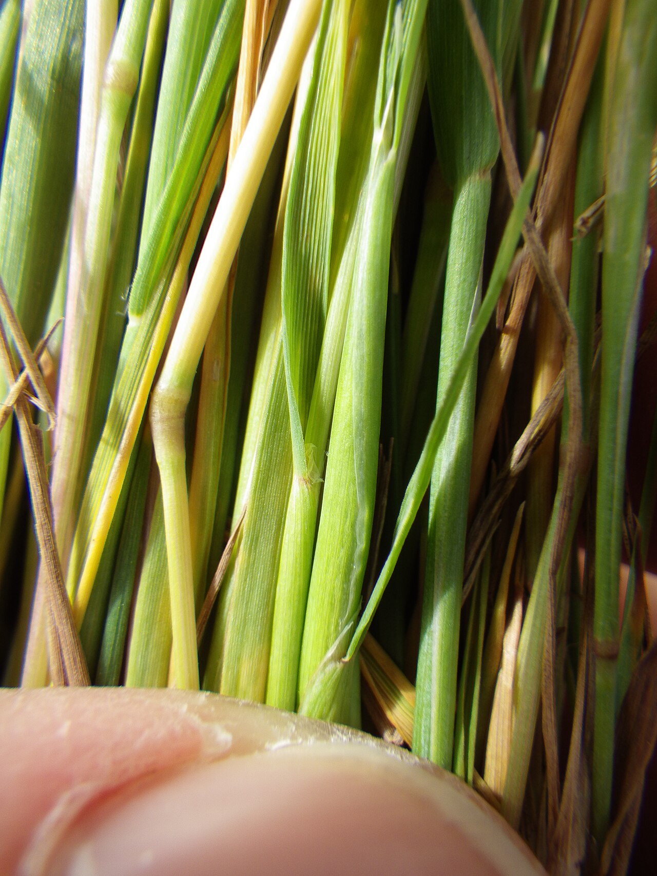 Carolina foxtail: The ligules is a conspicuous membrane.