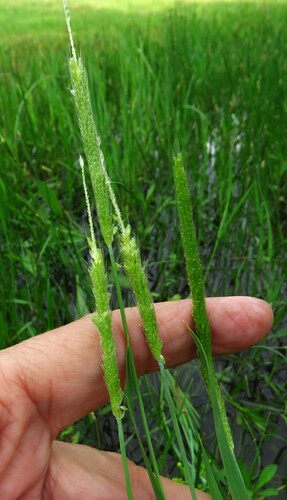 Carolina foxtail (Alopecurus carolinianus)