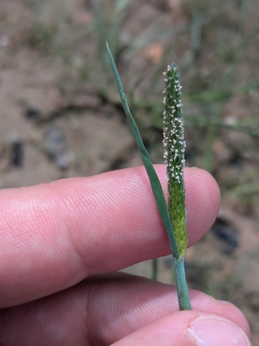 Carolina foxtail (Alopecurus carolinianus)