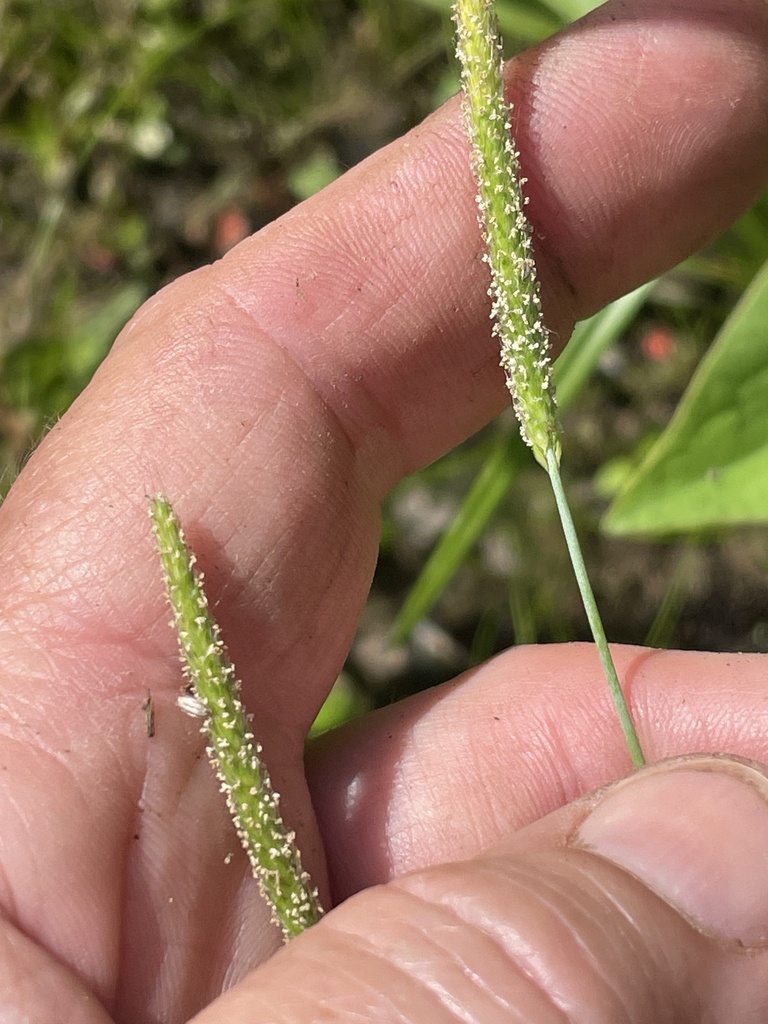 Carolina foxtail (Alopecurus carolinianus)