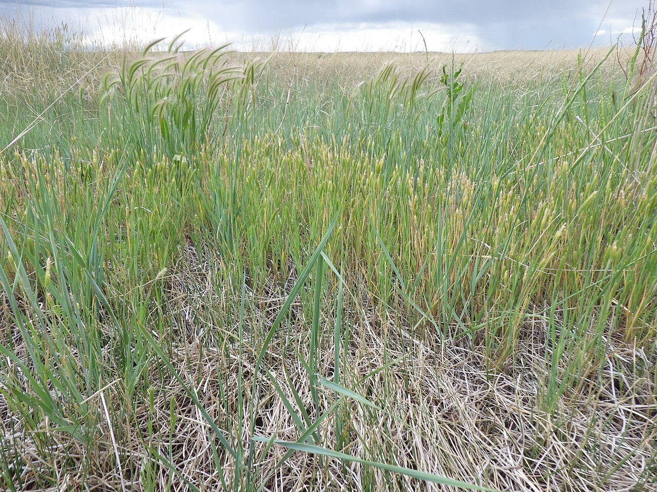 Carolina foxtail: This annual bunchgrass is common in pastures where water collects for part of the year (as in the case where spreader dikes divert water into the lowest lying a
