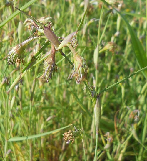 Alopecurus cucullatus: Cornucopiae cucullatum