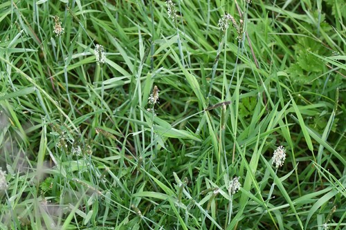 Water foxtail (Alopecurus geniculatus)