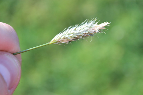 Water foxtail (Alopecurus geniculatus)
