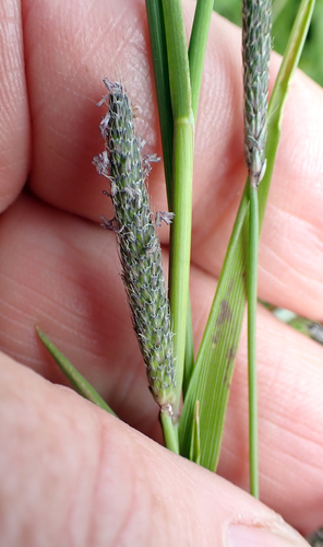 Water foxtail (Alopecurus geniculatus)