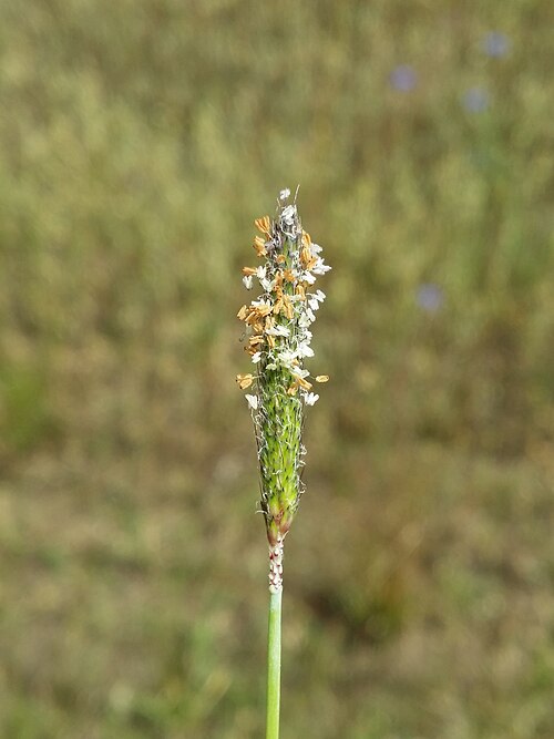 Water foxtail: Panicle Taxonym: Alopecurus geniculatus ss Fischer et al. EfÖLS 2008 ISBN 978-3-85474-187-9 Location: next to Brettereckteich near Hirschbach, district Gmünd, L
