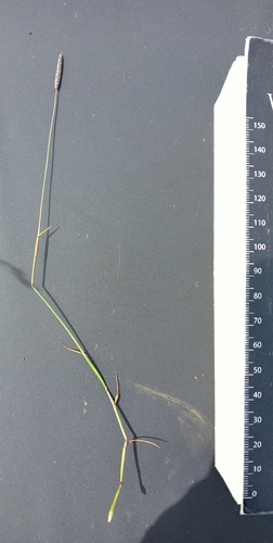Water foxtail (Alopecurus geniculatus)