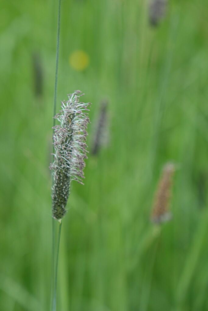 Water foxtail (Alopecurus geniculatus)