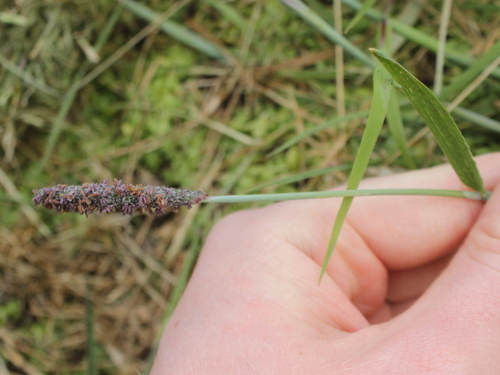 Water foxtail (Alopecurus geniculatus)