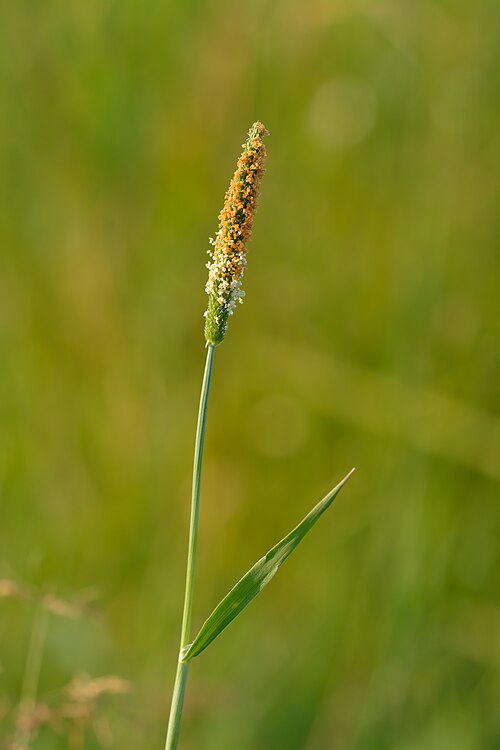 Water foxtail: Alopecurus geniculatus - water foxtail in Keila, Northwestern Estonia.