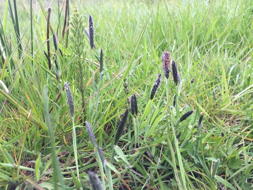 Water foxtail (Alopecurus geniculatus)