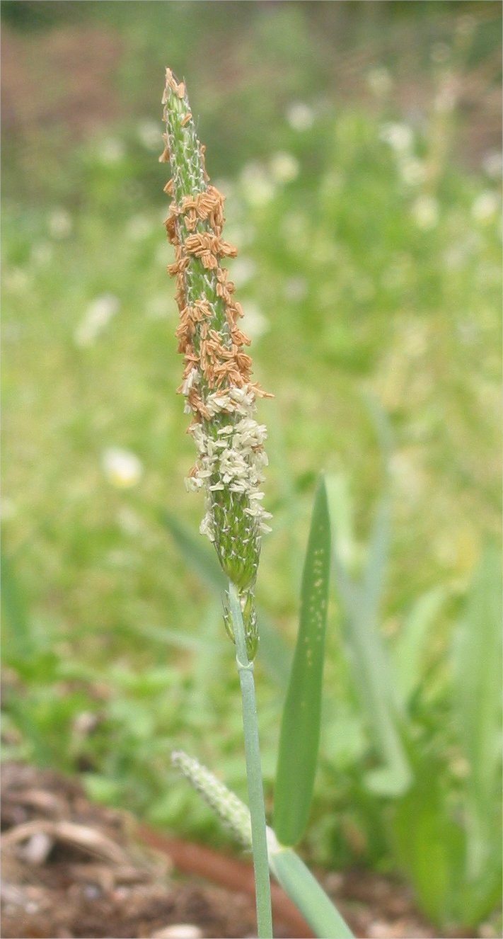 Water foxtail: (nl: Geknikte vossestaart aar)