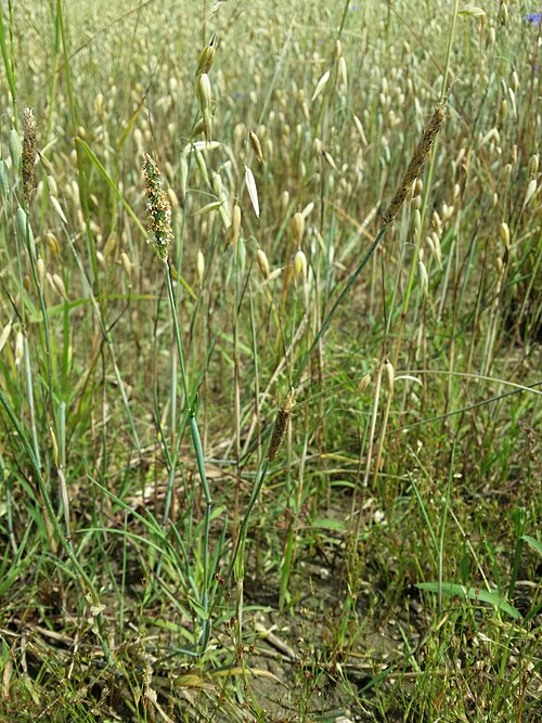 Water foxtail: Habitus Taxonym: Alopecurus geniculatus ss Fischer et al. EfÖLS 2008 ISBN 978-3-85474-187-9 Location: next to Brettereckteich near Hirschbach, district Gmünd, L