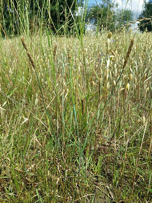 Water foxtail: Habitus Taxonym: Alopecurus geniculatus ss Fischer et al. EfÖLS 2008 ISBN 978-3-85474-187-9 Location: next to Brettereckteich near Hirschbach, district Gmünd, L