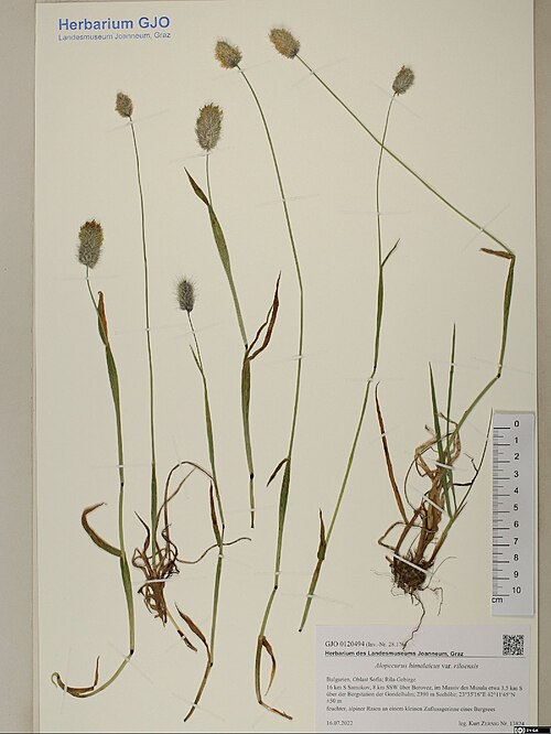 Alopecurus himalaicus: Alopecurus himalaicus — Herbarium specimen from Bulgarien, Oblast Sofia; Rila-Gebirge 16 km S Samokov, 8 km SSW über Borovez, im Massiv des Musala etwa 3,5 km S