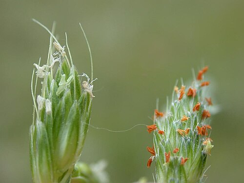Alopecurus japonicus: Spikelets of Alopecurus aequalis & A. japonicus(Poaceae) left:A. japonica(with larger Spikelet and longer awn) date:2006.04.09:rice field,Tanabe city,Wakayama p