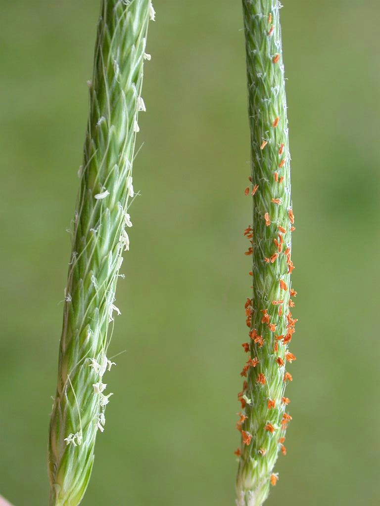 Alopecurus japonicus: Inflorescences of Alopecurus aequalis & A. japonicus(Poaceae) left:A. japonica(with white Anther) date:2006.04.09:rice field,Tanabe city,Wakayama pref.Japan Aut