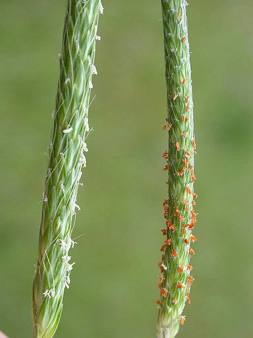 Alopecurus japonicus: Inflorescences of Alopecurus aequalis & A. japonicus(Poaceae) left:A. japonica(with white Anther) date:2006.04.09:rice field,Tanabe city,Wakayama pref.Japan Aut