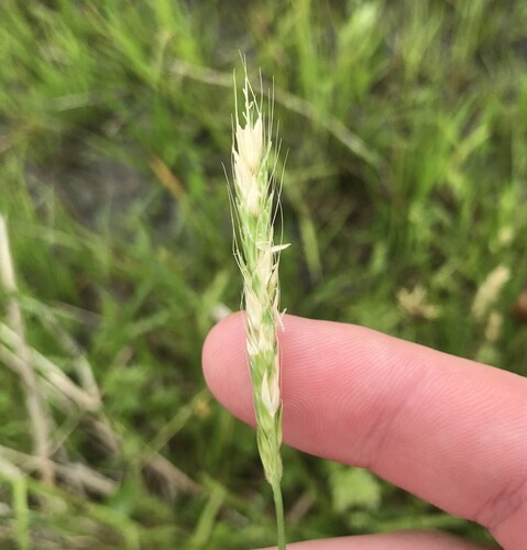 Alopecurus japonicus (Alopecurus japonicus)