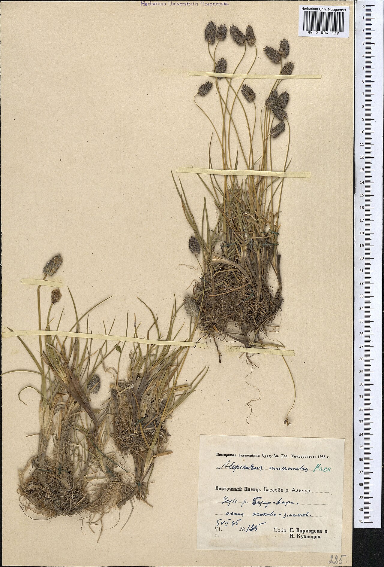 Alopecurus mucronatus: Alopecurus mucronatus — Herbarium specimen from Восточный Памир. Бассейн р. Аличур. Устье р. Базар-Дара, ассоц. осоково-злаков., Tajikistan. Collected by E. Var