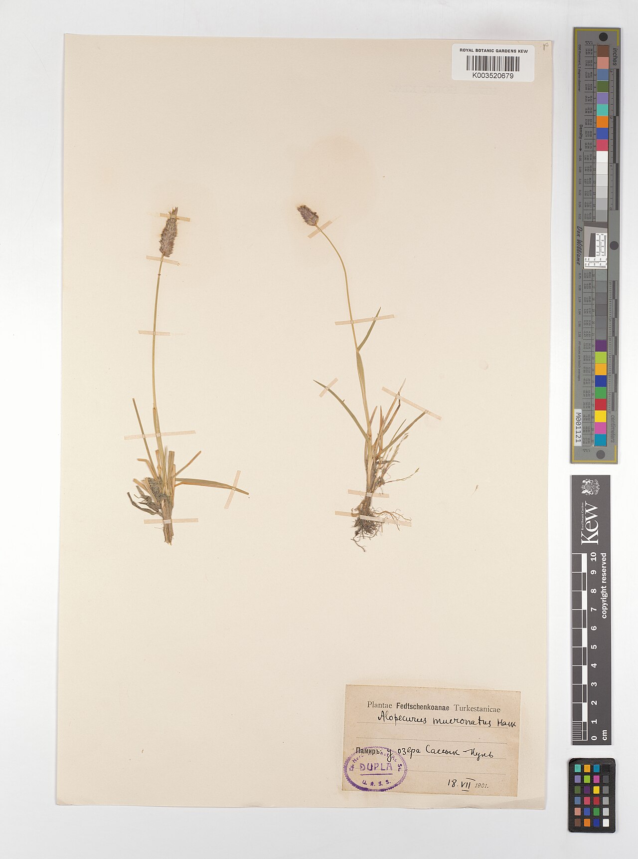 Alopecurus mucronatus: Alopecurus mucronatus — Herbarium specimen from Turkmenistan. Collected by s.coll. (1901-07-18). Recorded in GBIF occurrence 4607996753 .