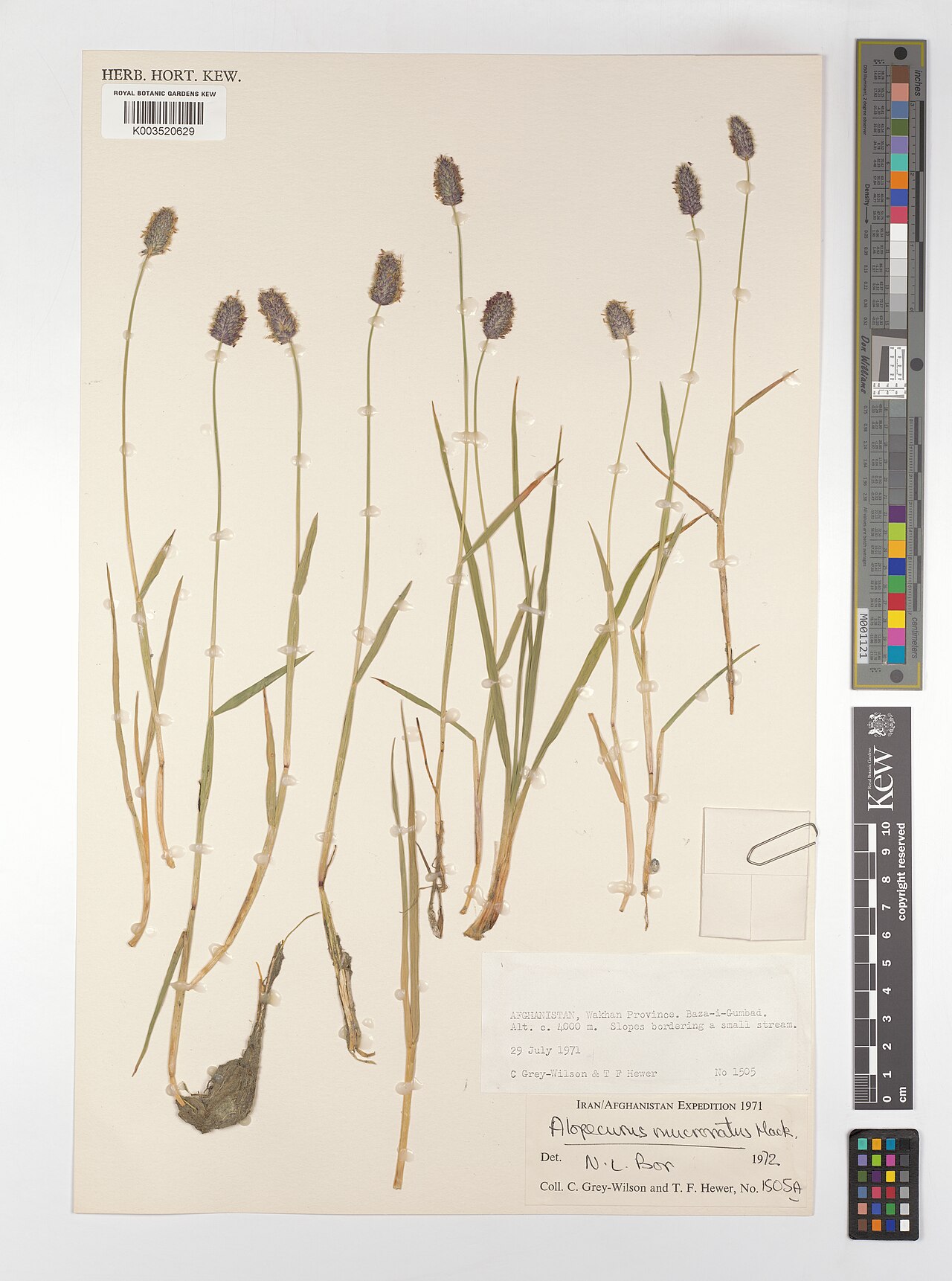 Alopecurus mucronatus: Alopecurus mucronatus — Herbarium specimen from Wakhan Province. Baza-i-Gumbad., Afghanistan. Collected by Grey-Wilson, C.; Hewer, T.F. (1971-07-29). Recorded i