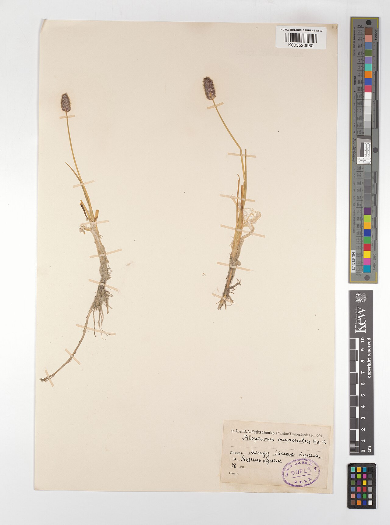 Alopecurus mucronatus: Alopecurus mucronatus — Herbarium specimen from Turkmenistan. Collected by Fedtschenko, O.A.; Fedtschenko, B.A. (1901-07-18). Recorded in GBIF occurrence 460804
